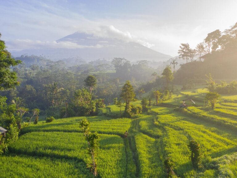 bali-reisfelder-unsplash